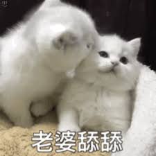 daftar dapat saldo gratis slot Sebelum Ji Youyu membayar, dia melihat makanan kucing lain dengan kemasan luar berwarna merah muda: beri aku dua kantong makanan kucing ini juga